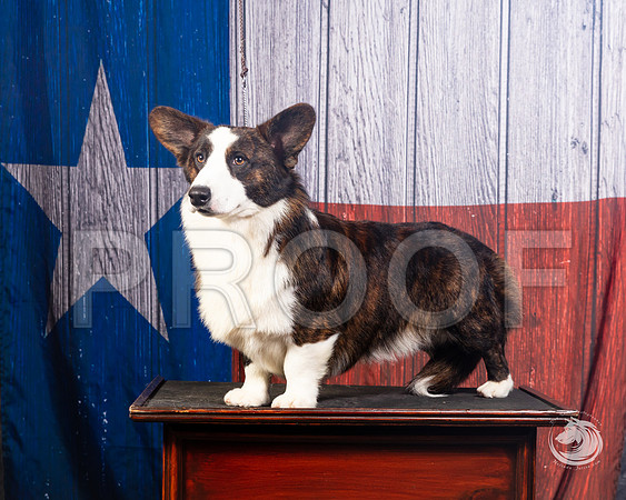 Cardigan Welsh Corgi Ashley MillerSSR_4591-FWTX2019-HR3
