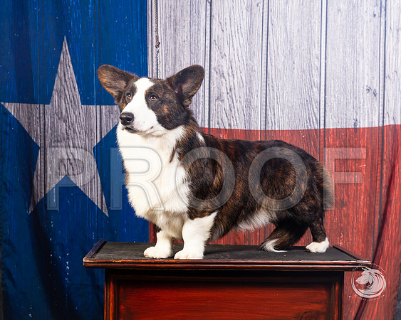 Cardigan Welsh Corgi Ashley MillerSSR_4592-FWTX2019-HR3