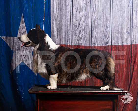 Cardigan Welsh Corgi Ashley MillerSSR_4594-FWTX2019-HR3
