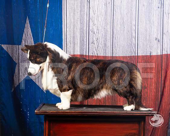 Cardigan Welsh Corgi Ashley MillerSSR_4595-FWTX2019-HR3