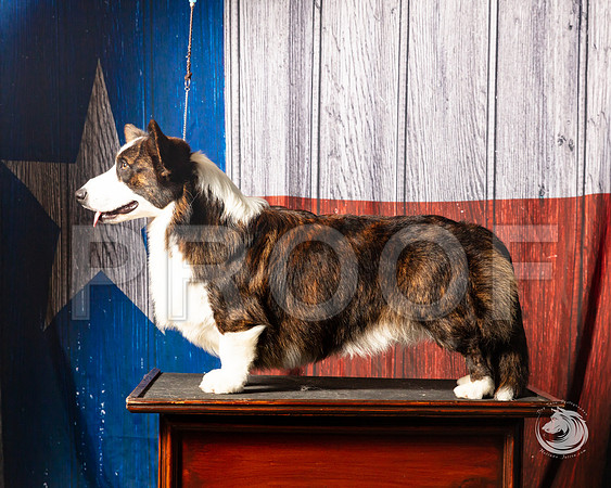 Cardigan Welsh Corgi Ashley MillerSSR_4600-FWTX2019-HR3