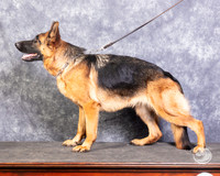 German Shepherd Dog Rachel Rhodes