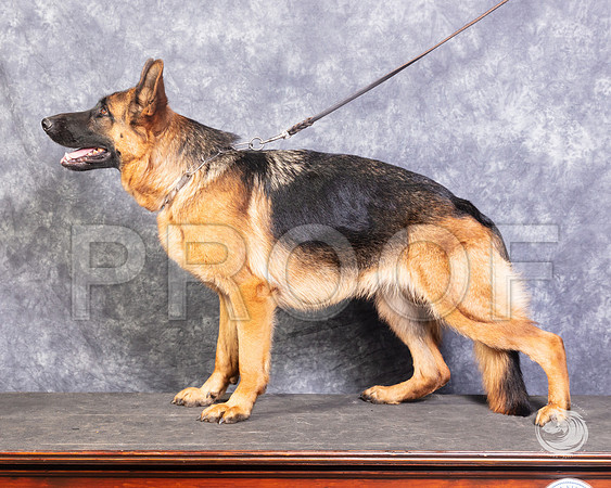 German Shepherd Dog Rachel RhodesSSR_4551-FWTX2019-HR3