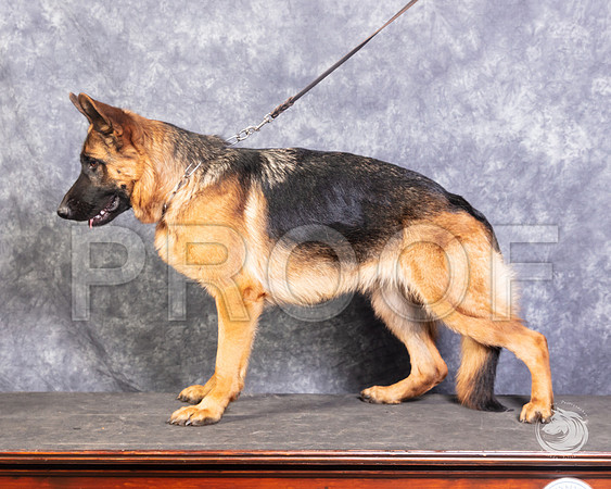 German Shepherd Dog Rachel RhodesSSR_4553-FWTX2019-HR3