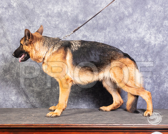 German Shepherd Dog Rachel RhodesSSR_4555-FWTX2019-HR3