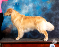 Golden Retriever Debbie Morozzo