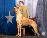 Great Dane Donna Sevien