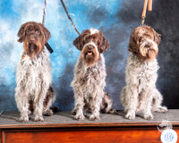 Wirehaired Pointing Griffons Nancy Mantooth