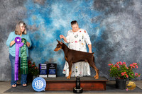 Doberman Pinscher #11 Sat WD  Judge Bridget Brown