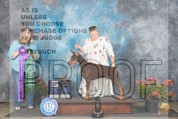 Doberman Pinscher #11 Sat WD Judge Bridget Brown__JP_5107_San Antonio_2024_HR3