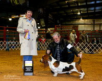Basset Hound #9 BOB +A1