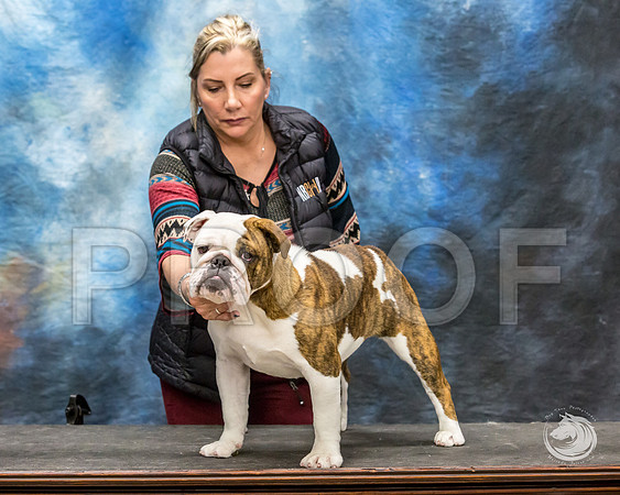 Bulldog Rhonda Kenney 1JJJ_3520-FWTX2019-HR3