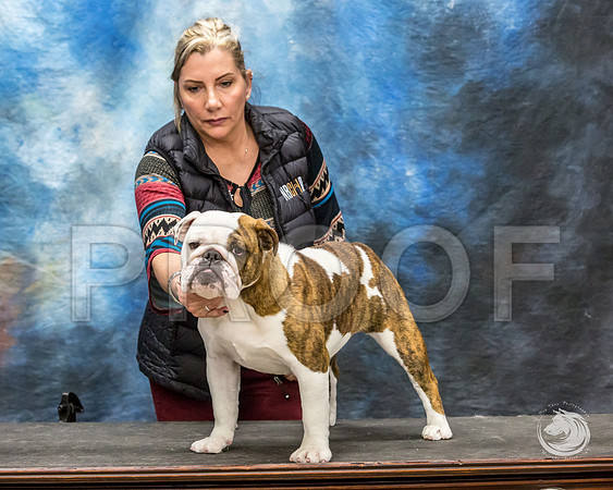 Bulldog Rhonda Kenney 1JJJ_3521-FWTX2019-HR3