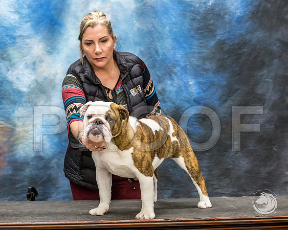 Bulldog Rhonda Kenney 1JJJ_3522-FWTX2019-HR3