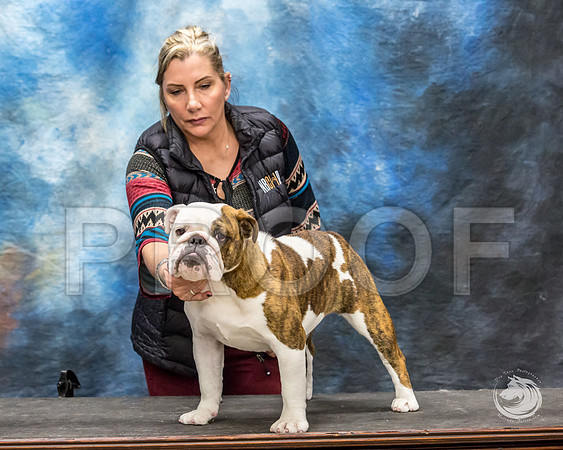 Bulldog Rhonda Kenney 1JJJ_3523-FWTX2019-HR3