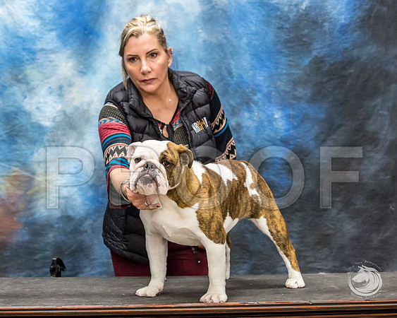 Bulldog Rhonda Kenney 1JJJ_3525-FWTX2019-HR3