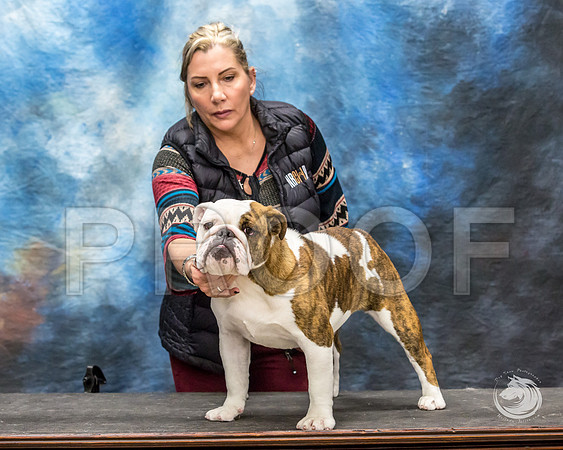 Bulldog Rhonda Kenney 1JJJ_3528-FWTX2019-HR3