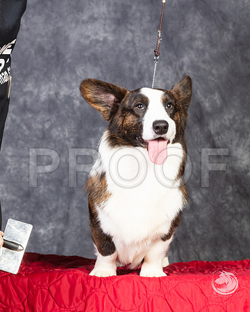 Cardigan Welsh Corgi Ashley Miller HeadshotSSR_4656-FWTX2019-HR3