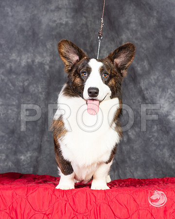 Cardigan Welsh Corgi Ashley Miller HeadshotSSR_4657-FWTX2019-HR3
