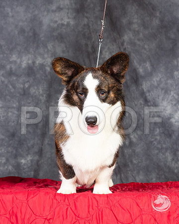 Cardigan Welsh Corgi Ashley Miller HeadshotSSR_4658-FWTX2019-HR3