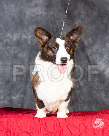 Cardigan Welsh Corgi Ashley Miller HeadshotSSR_4660-FWTX2019-HR3