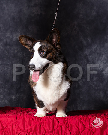 Cardigan Welsh Corgi Ashley Miller HeadshotSSR_4662-FWTX2019-HR3