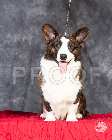 Cardigan Welsh Corgi Ashley Miller HeadshotSSR_4664-FWTX2019-HR3