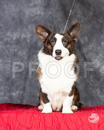 Cardigan Welsh Corgi Ashley Miller HeadshotSSR_4666-FWTX2019-HR3
