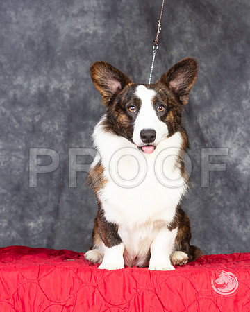 Cardigan Welsh Corgi Ashley Miller HeadshotSSR_4670-FWTX2019-HR3