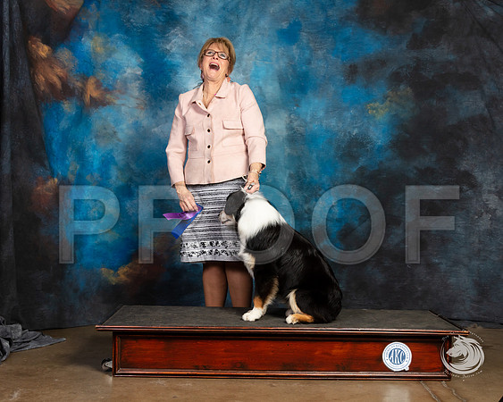 Mini American Shepherd Trump Maggie PryorSSR_4719-FWTX2019-HR3