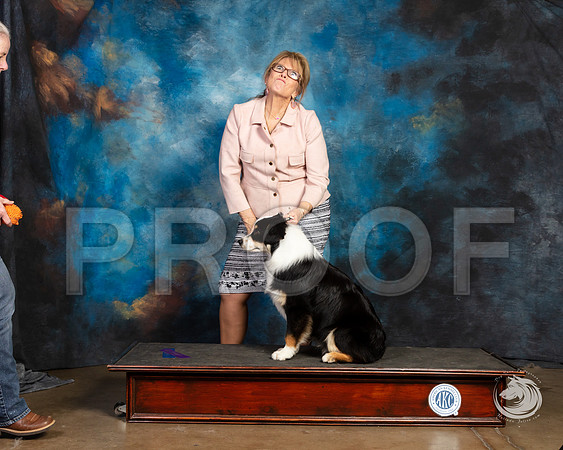Mini American Shepherd Trump Maggie PryorSSR_4721-FWTX2019-HR3