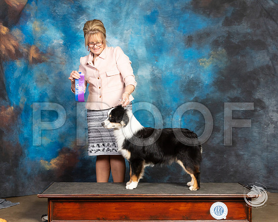Mini American Shepherd Trump Maggie PryorSSR_4723-FWTX2019-HR3