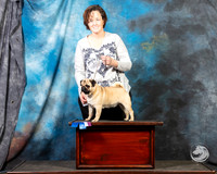 Pug Julie Quinn Sun