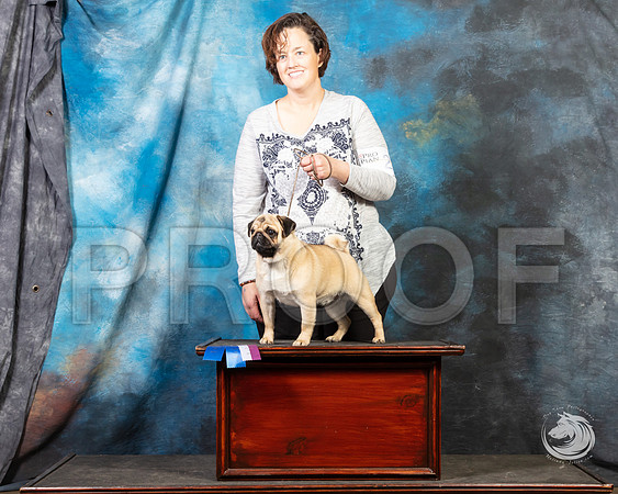 Pug Julie Quinn SunSSR_4639-FWTX2019-HR3