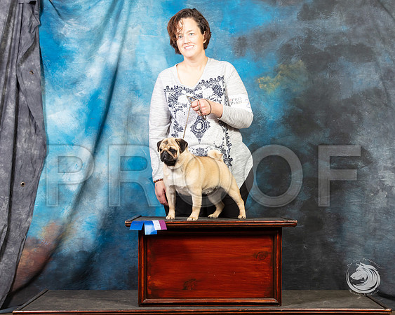 Pug Julie Quinn SunSSR_4640-FWTX2019-HR3
