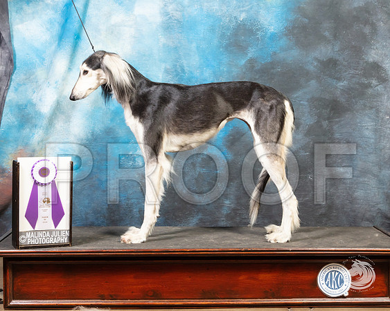 Saluki SunSSR_4651-FWTX2019-HR3
