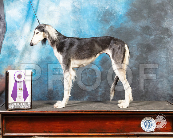 Saluki SunSSR_4652-FWTX2019-HR3