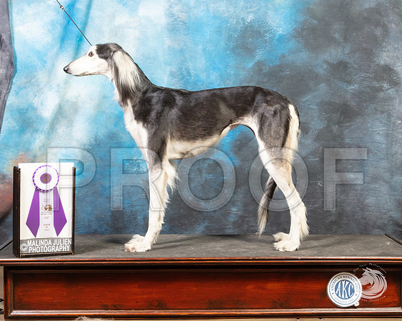 Saluki SunSSR_4653-FWTX2019-HR3