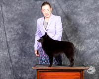Schipperkee
