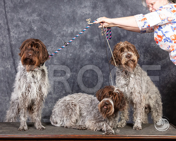 Wirehaired Pointing Griffon SunSSR_4685-FWTX2019-HR3