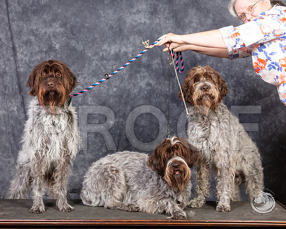 Wirehaired Pointing Griffon SunSSR_4687-FWTX2019-HR3