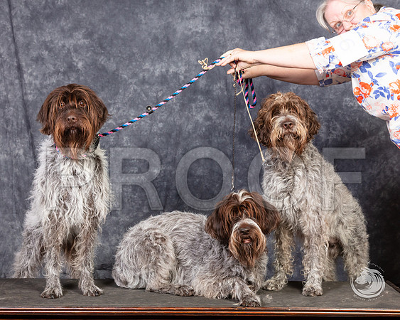 Wirehaired Pointing Griffon SunSSR_4688-FWTX2019-HR3