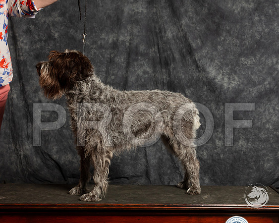 Wirehaired Pointing Griffon SunSSR_4689-FWTX2019-HR3