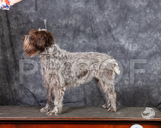 Wirehaired Pointing Griffon SunSSR_4694-FWTX2019-HR3