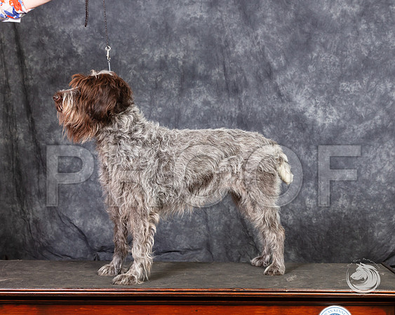 Wirehaired Pointing Griffon SunSSR_4695-FWTX2019-HR3
