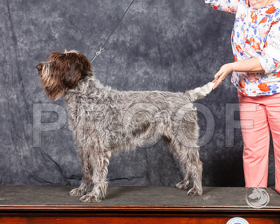 Wirehaired Pointing Griffon SunSSR_4697-FWTX2019-HR3