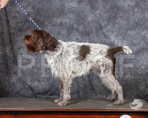 Wirehaired Pointing Griffon SunSSR_4699-FWTX2019-HR3
