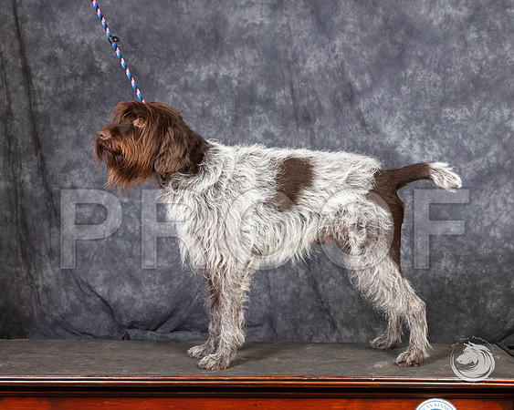 Wirehaired Pointing Griffon SunSSR_4701-FWTX2019-HR3