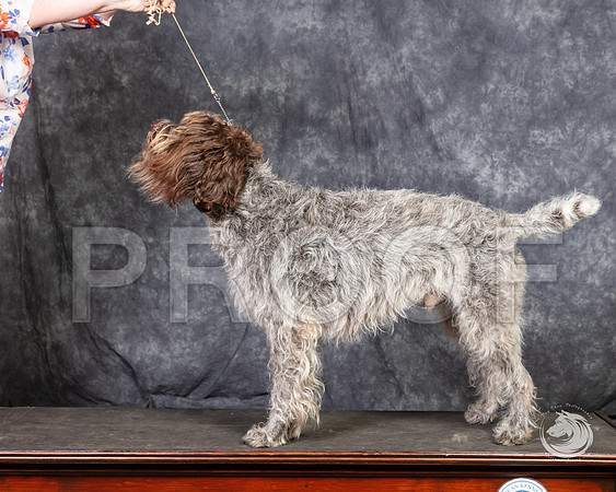 Wirehaired Pointing Griffon SunSSR_4704-FWTX2019-HR3