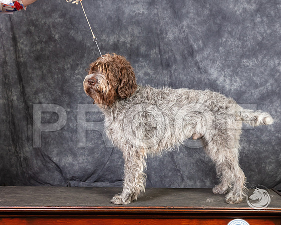 Wirehaired Pointing Griffon SunSSR_4706-FWTX2019-HR3